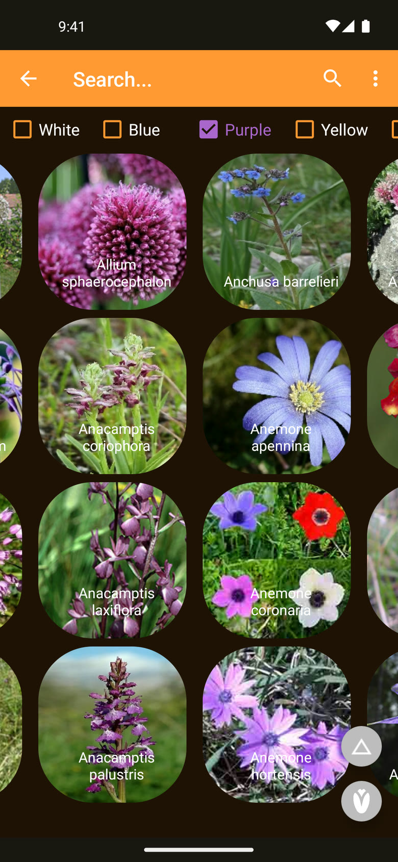 Filter by flower colour